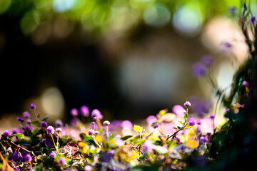 抽象画風・秋の花・コピースペース