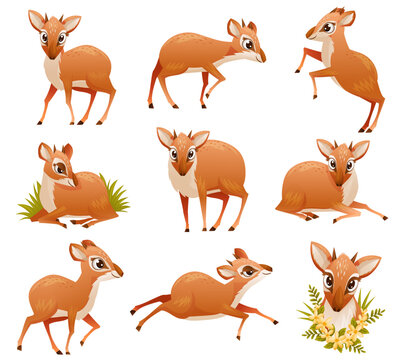 Brown Dik-dik as African Small Antelope with Horns in Different Pose Vector Set