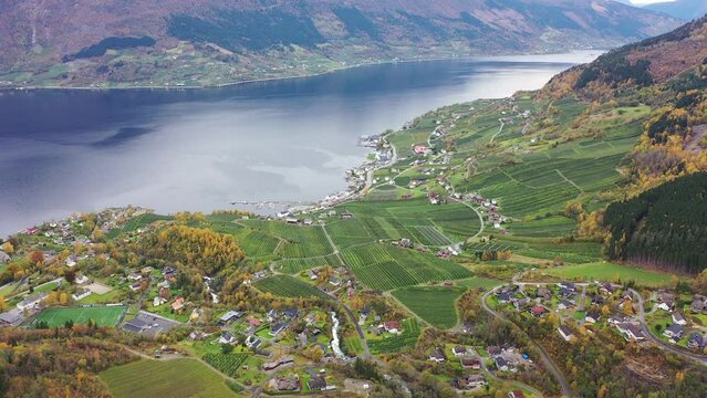 Idyllic village Lofthus beside Hardanger sorfjorden sea - Autumn aerial with beautiful colors and harvest season for fruit farmers - River Opo flowing in between farms and houses - Norway