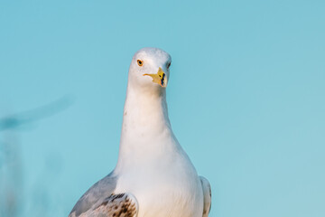 The Larus argentatus (binomial name) , European herring gull, seagull looks at you