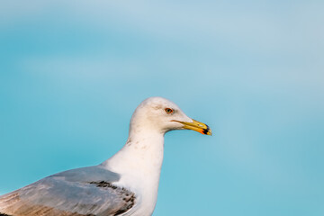 portrait of a Larus argentatus (binomial name) , European herring gull,seagull