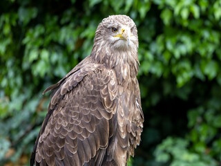 Portrait von einem Seeadler