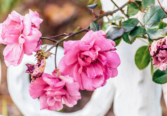Camellia japonica (binomial name), common camellia or Japanese camellia flowers