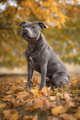 Naklejka na ściany i meble Sitting Blue Staffy in Autumn Park. Cute English Staffordshire Bull Terrier in Autumnal Nature.