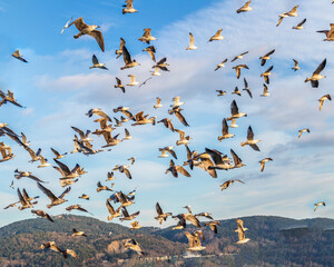 A flock of gulls or seagulls flies in the sky
