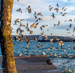 a flock of gulls or seagulls perched on the dock and flying