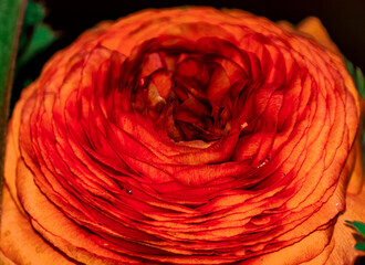 close up of the orange Ranunculus asiaticus(binomial name), the Persian buttercup