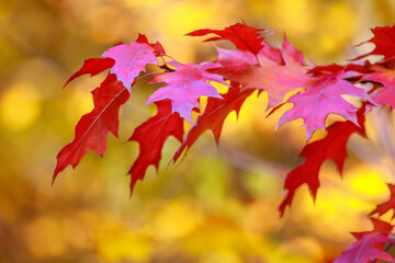 Colorful leaves of autumn trees in botanical garden, beauty nature background