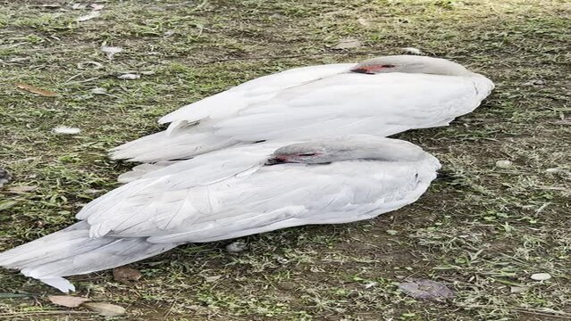 Two geese in nature