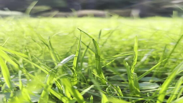 Green grass closeup