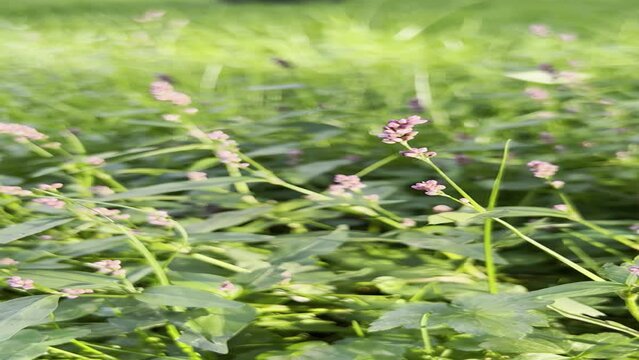 Flowers under the breeze