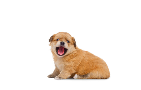Adorable Chihuahua and Pomeranian crossbreed puppy (4 weeks old) smiling and looking at camera while sitting on white background