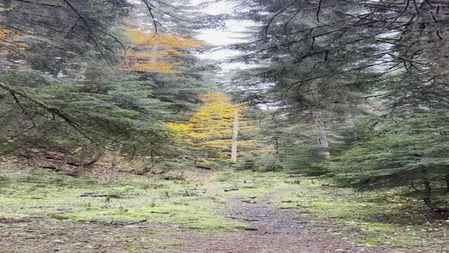 forest in autumn