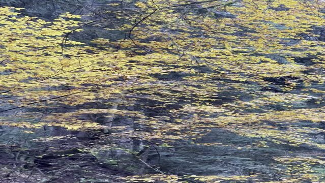 autumn in the forest