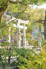 神社　新緑の大宰府の鳥居の待ち受け