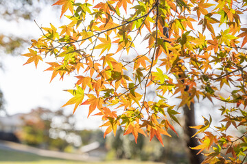 秋　光に当たった紅葉の葉っぱ