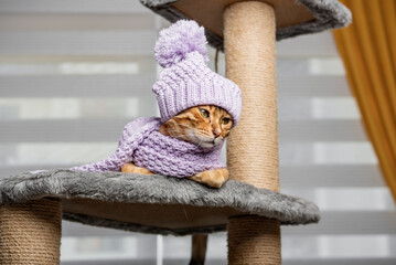A funny Bengal cat is wrapped in a warm scarf, lies on a scratching post complex.