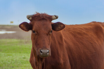 Portrait of a free-range cow in a spring meadow. Red brown cow