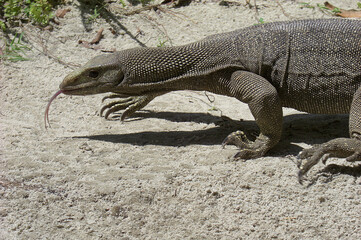 Echse am Strand Thailand zeigt Zunge
