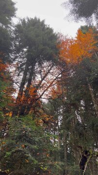 autumn in the forest