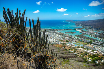 cactus closeup with background of panorama of oahu island and honolulu from the top of the famous...