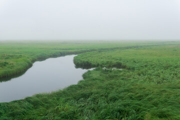 morning landscape, a vast meadow with lush grass is hidden by fog