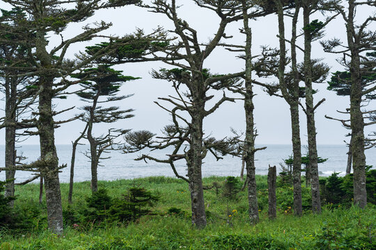 coastal landscape of Kunashir island with woodlands curved by the wind © Evgeny