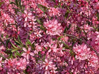 Spring pink flowers dwarf almond Prunus tenella Batsch.