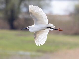 Seidenreiher im Flug