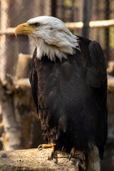 bald eagle sitting and looking away