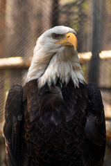 bald eagle sitting and looking away