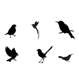 Flying birds silhouettes on white background. Vector illustration. isolated bird flying. black design.