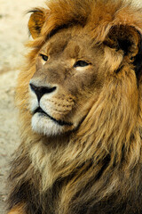 Fototapeta na wymiar Male Lion portrait in Serengeti Africa