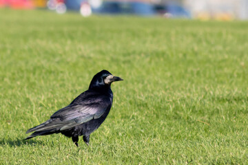 crow on the grass