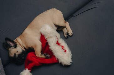 Cute french bulldog puppy sleeping on sofa with Santa hat.