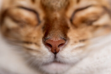 Cute Bengal cat sleeps sweetly in the room.