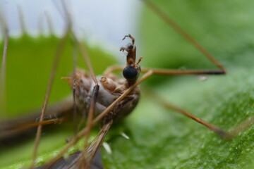 Makrofotografie tote Schnarke / Fliege / Insekt