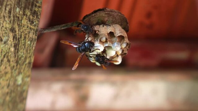 Blue Flower Wasp , big black wasp, Black Wasp making nest