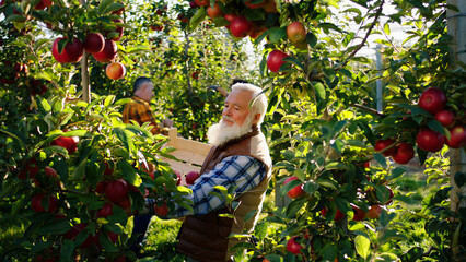 Early autumn day closeup to the camera in a beautiful organic apple orchard old man farmer and his son together pickup the apple harvest and put in the wooden chest the man take one apple and smelling