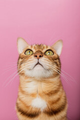 Fototapeta na wymiar Funny Bengal cat on a pink background. Portrait on a wide-angle lens.