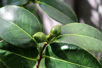 Japanese camellia (Camellia japonica) flower buds among glossy leaves : (pix SShukla)