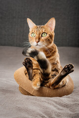 Funny Bengal cat sits in a straw hat.