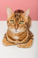 Portrait of a Bengal cat on a colored background.