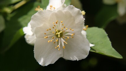 Weiße Blüten