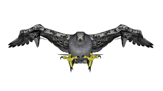 Grey falcon flying - 3D render