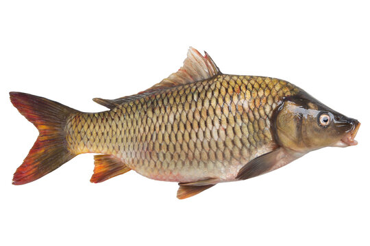 fresh river fish carp, with open mouth, on a white background, isolate, flat lay