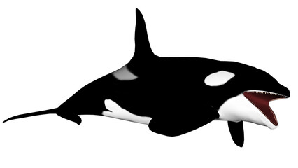 Killer whale opening mouth - 3D render