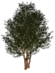 English or European yew, taxus baccata tree - 3D render - 545950352