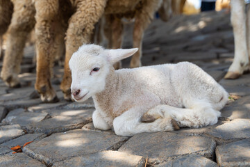Obraz premium Baby lamb laying near sheeps. Week old Lamb, New Zealand Countryside.