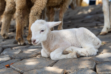 Baby lamb laying near sheeps. Week old Lamb, New Zealand Countryside.